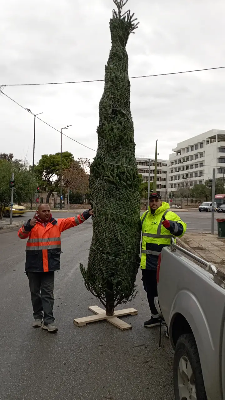 Ψηλό έλατο τυλιγμένο σε δίχτυ, έτοιμο για παράδοση